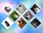 Collage pictures of cats