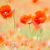 Colorful and delicate but vibrant nature