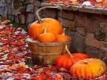Pumpkins And Basket