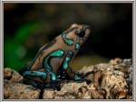 POISON DART FROG