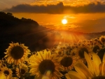 Sunrise Sunflowers