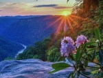 Rhododendron, West Virginia