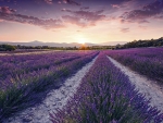 English lavender at sunset