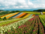 Flower Field