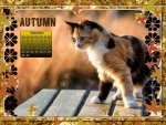Cat in autumn