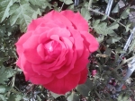 Red rose