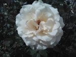 Pretty rose