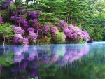 purple reflection
