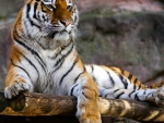 Tiger resting 
