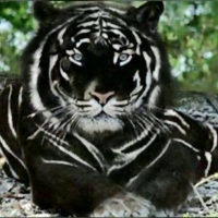 BLACK TIGER