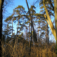 Debrecen   Great Forest 1 / Debrecen  NagyerdÅ‘