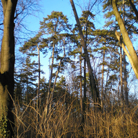 Debrecen - Great Forest 2