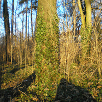 Debrecen - Great Forest 3