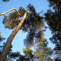 Debrecen - Great Forest 4