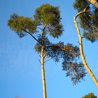 Debrecen - Great Forest 5