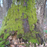 Debrecen - Great Forest 7