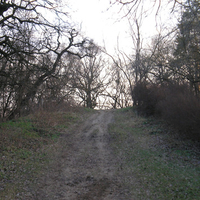 Debrecen - Great Forest 8