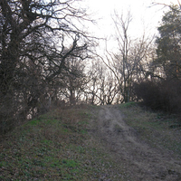 Debrecen - Great Forest 9