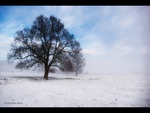 Winter Oak