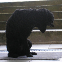 Dog poodle Szofi 4