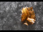 Leaf on Ice