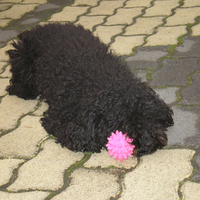 Dog poodle Szofi 6