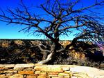 Grand Canyon Tree