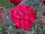 wet red rose