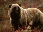 silvertip bear