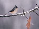 Tufted titmouse
