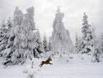 Dogs Running In Snow