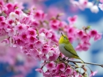 Japanese White-Eye