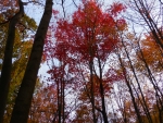 Tall Scarlet Autumn Tree...