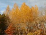 Birch Trees in Autumn