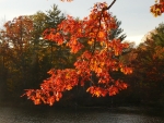 Autumn Oak Leaves on the River