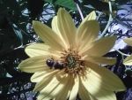 Bee on yellow flower