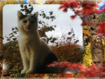 Cat in autumn