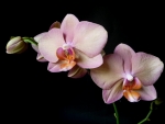 Pink Orchids