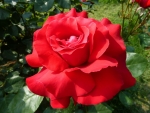 Red rose