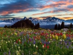 Meadow With Mountains