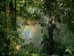 Rainbow in a Rainforest