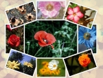 Collage of flowers