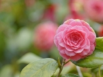 Camellia