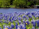 Burnet Bluebonnets Meadow At Lake Texas USA