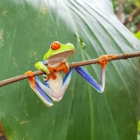 Red-eyed Tree Frog