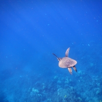 Magical Green Sea Turtle