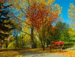 Autumn in my park