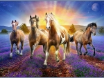 Horses in Lavender Field