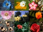 Collage of flowers