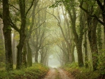 Misty Forest Path